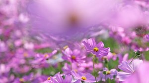 Beautiful cosmos flowers blooming in the garden. Cosmos flowers in nature. Cosmos flowers sway in the wind in the fields.