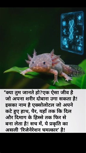 254K views · 1.3K reactions | "The Creature That Defeats Death"溺 #Axolotl #ScienceFacts #AmazingCreature #Regeneration #BiologyFact #WeirdScience #NatureMystery #AnimalFacts #ScienceReel #FactReel #ViralScience #MindBlowingFacts #KnowledgeShorts #ScientificWonder #NaturePower #facebookviral #facebookreelsviral #facebookpost #makeuphack | ज्ञान भरी तथ्य | Facebook
