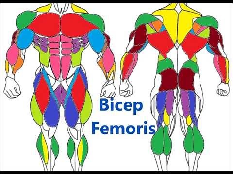 Major Muscle Groups: Basic Muscle anatomy