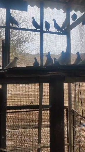 ‎حلال الشارجه بوميثه‎ on Instagram‎: "للبيع الحلال: حمام زاجل ليمون وحامل ليمن واوبل واغلب الالوان موجوده وايراني مجتف كم حبه العدد: تقريبا 80طير العمر: من سنه لين سنتين التعريف أن وجد: الحاله:بحالة جيدة السعر : 25درهم الحبه جمله الكل وتحتهم فروخ ملاحظات اخرى: المحاكر وكل الاغراض الطيور من ماكل وصحون وادوبه مجانا مع الطيور 16خانه المالك: الموقع: خورفكان رقم التواصل : 00971504272250 وتساب فقط شغال"‎