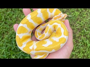 How To Make Dreamsicle Ball Pythons! The Cheapest Way & Most Expensive Way