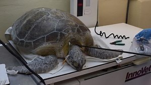 Sea turtle found with long spear in its neck