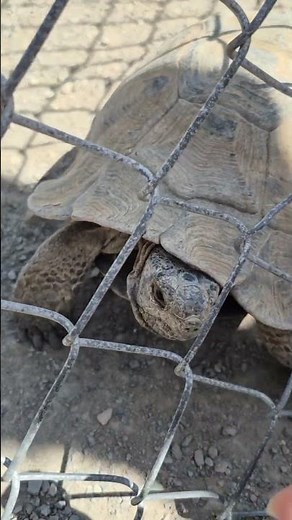Slow and Steady: A Day in the Life of a Land Turtle 🐢🌿
