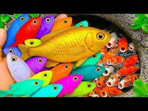 Catch beautiful aquarium fish in small pond baby turtle, ping pong fish, red guppy, toad fish, shark