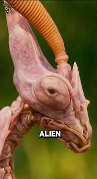 Alien-Looking Predator Born of Elegance and Menace — The Pink Empusa #animalfacts #wildlife #facts