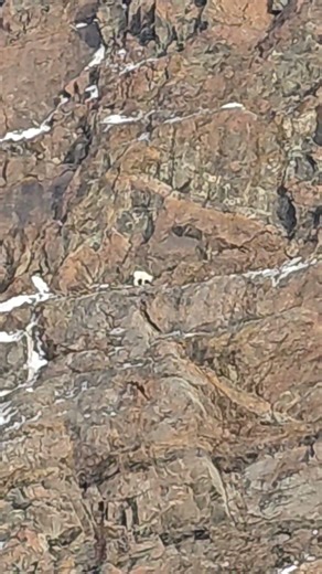 sheep on sheep mountain at wolf point going to the Knik glacier..#alaskalifestyle #shorts