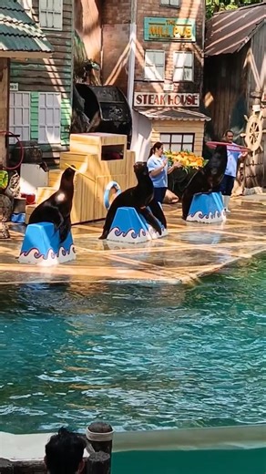 Bangkok Safari World Sea Lion Show 🦭🔥