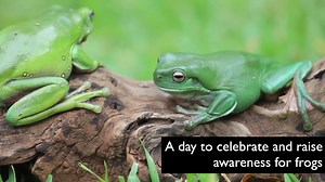 🐸 Today is World Frog Day and is all about raising awareness for our little amphibians friends! Unfortunately, frogs are at risk from a lot of different threats - let's work together to save them! 🐸 | Australian Reptile Park