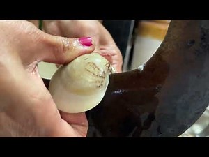 How to Open Clams Properly at Home | Step-by-Step Easy Method for Beginners 🐚