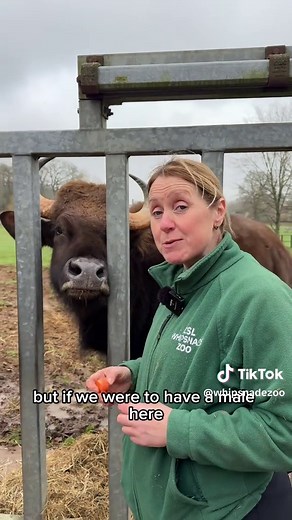 Discover the World’s Biggest Cow Species: The Gaur