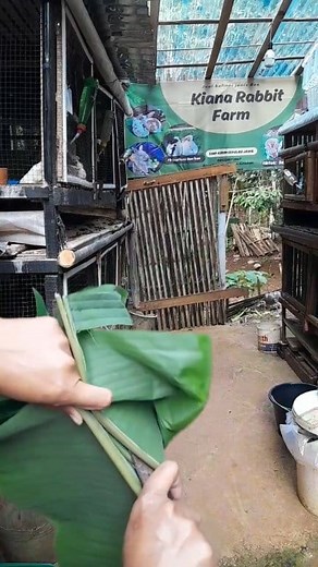 69K views · 669 reactions | Menangani kelinci yang kohenya agak lembek sebelum diare #kelinci #rabbit #bunny #reals #fyp #fbpro #jangkauan #konten #vidio #viral #rabbitworld #peternakmuda | Septiana Nurhayanti | Facebook