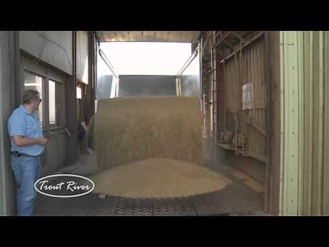 Live Bottom Trailer -Hauling Grain (Trout River)