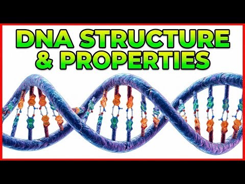 4. DNA Structure & Properties 🧬⚡ | Double Helix, Bonding & Stability | High-Yield USMLE Step 1