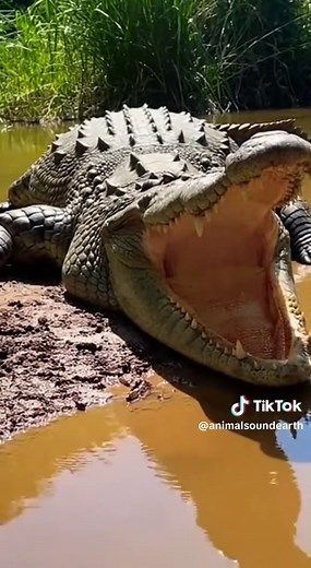 Crocodile Roars: A Sound Experience in Nature