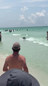 1.5M views · 12K reactions | BEACH BEAR: This bear was spotted swimming at Destin this morning… video from @cpcpa79 | James Spann | Facebook