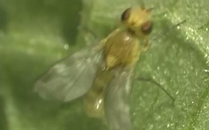 南美斑潜蝇Bayer CropScience Liriomyza huidobrensis en 1000k