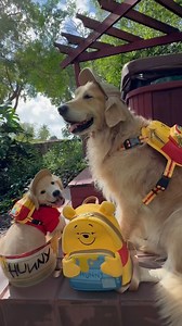 My Pooh bears 🐻 💛 Pancake and Donut went to the hundred acre woods for Halloween 🎃 @loungefly #loungefly #winniethepooh #dogsofinstagram #goldenretriever #petsofinstagram #weratedogs #doglovers #cuteanimals #honey | Pancake the Golden