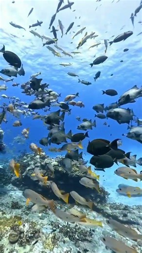 Breathtaking Ocean Beauty in 4K 🌊 Stunning Turquoise Waters & Coral Reefs#oceanbeauty #shorts