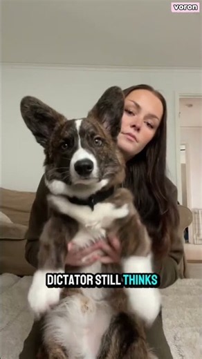 Everything you need to know about Corgis 🐶🔥