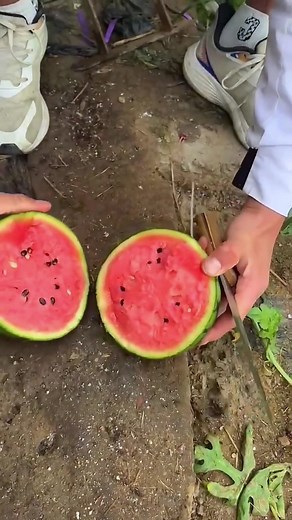 How to Cut Watermelon Perfectly: Step-by-Step Guide