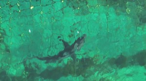 Dramatic moment shark shot with spear at Cottesloe beach