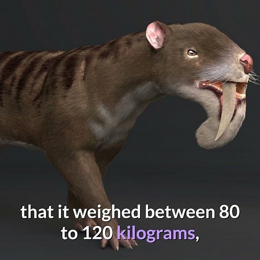 Thylacosmilus || Description and Facts!