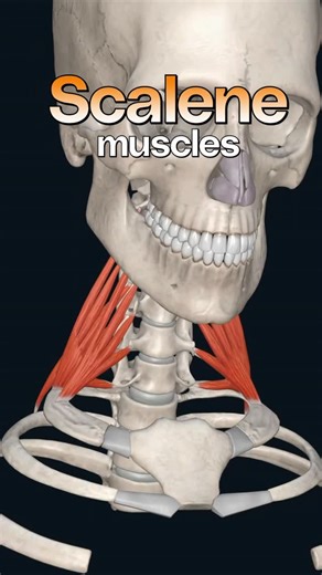 Bradley Blair Osteopath on Instagram: "The scalene muscles are the three muscles found on each side of the neck, spanning between the transverse processes of the cervical vertebrae and the upper two ribs. Namely, these muscles are the scalenus anterior (anterior scalene), scalenus medius (middle scalene) and scalenus posterior (posterior scalene). They all belong to the lateral vertebral muscle group. The main functions of these muscles are flexion, lateral flexion and rotation of the neck. More