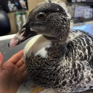 5.2K views · 258 reactions | Say hello to Sable, he is a calm Muscovy...