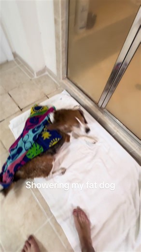 Bro let me hear it at the end 😭 #dog #funny #viral | rage baiting dog