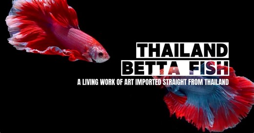 How to Choose Betta Fish Online Safely: Expert Guide