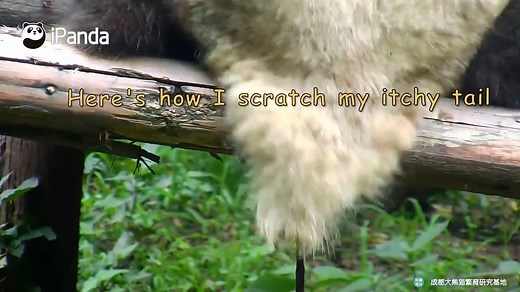 34K views · 1.3K reactions | #BestMoment Knowlege time! Does panda have a tail? What's the color of their tails? | iPanda | Facebook