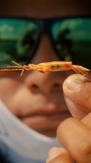 The Silent Spotter, a new film from RA Beattie touring with @flyfilmfest, has captured hearts around the globe by telling the story of Tommy Batun—a young deaf fishing guide from Xcalak, Mexico, who turned challenge into opportunity. At the heart of Tommy’s story is the creation of a game changing floating crab fly that permit can’t resist. The results were undeniable, and audiences everywhere wanted to know: Where can I get Tommy’s fly? Now you can. Thanks to a partnership with @umpquafeatherme
