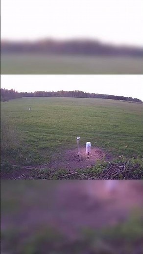 Wolf's hunting for wild boar's