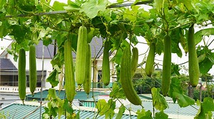 Tips For Growing Melons In Plastic Containers Easily, Watch Here: https://youtu.be/LEwHk0xbTjg | Diy Garden World