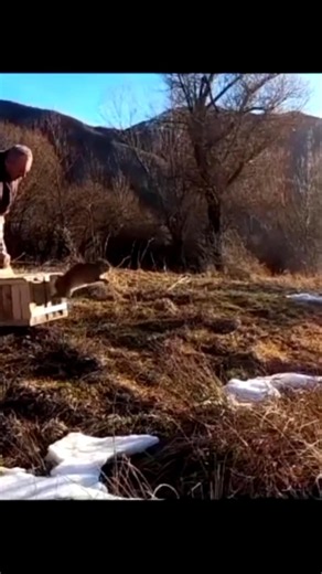 La lepre il salto!#hunting #wildlife #jump #gopro