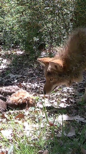 Vicious Coyote Stands Over Dead Turkey 🐺🐾‼️#coyote, #turkey #hunting