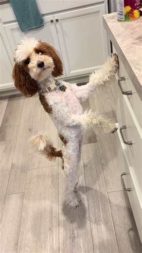 The Fascinating World of Human-Dog Costumes