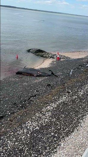 Whales or Porpoise washed up on Canvey Island beach! 🌊🐬