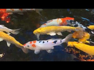 Koi Fish Growth: The Importance of Water Quality