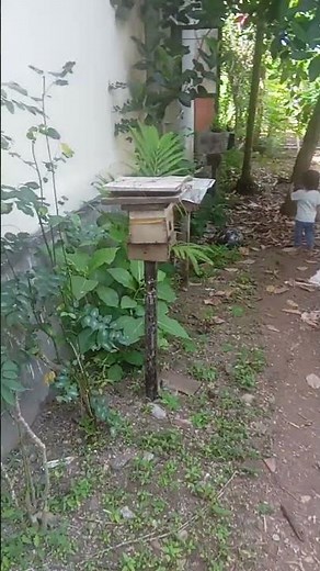 monitoring stingless bee farming #stinglessbee #honey
