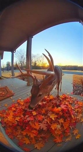 Deer Becomes DJ With Antler Turntables