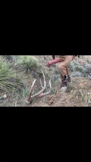 Im so ready to find some big elk sheds #elk #outdoors #hunting #shedhunting #hiking #hushin @rigidoutdoors