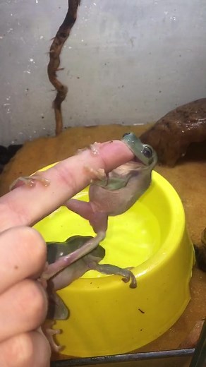 Adorable Frog Dance in a Terrarium Setting