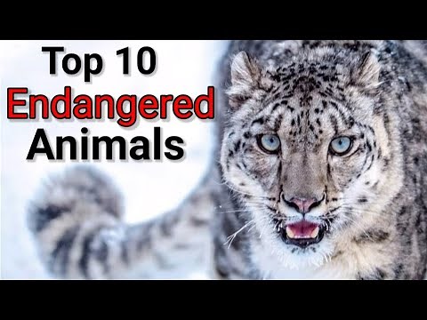 Top 10 Endangered Animals 2023