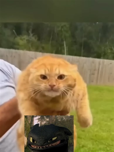 Understanding Orange Cat Behavior: Fun Insights