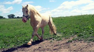 😍Rare and Beautiful: American Cream Draft Horse Stallion! There are only 400 of these horses worldwide! | Discoverthehorse