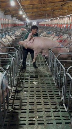 Amazing Sow Farming #enjoyrurallife #naturerurallife #rurallife #mycountrylife #pigfarm