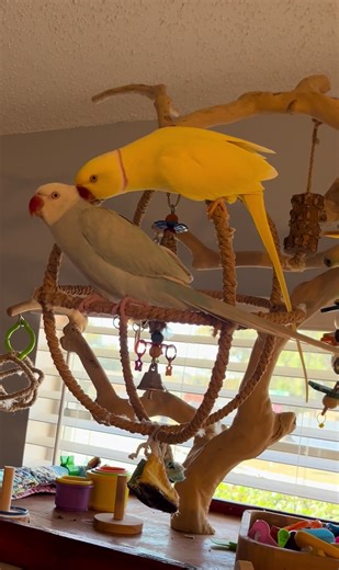 The Bond Between Sunshine and MaryJane: A Love Story