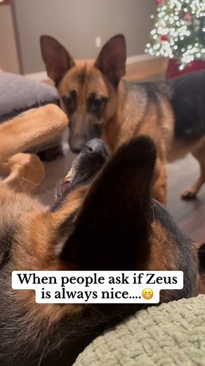 An ANGRY German shepherd #germanshepherd #germanshepherdpuppy #gsd #gsdpuppy | Zeus