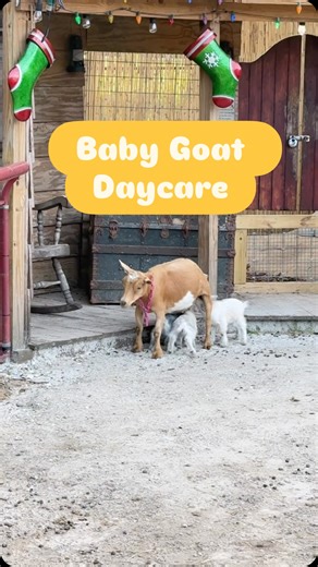 Bambi’s Mini Petting Farm on Instagram: "Baby goat daycare pickup time 🐐💨 Little chaos, lots of love as they reunite with mama 🩷 #bambisminipettingfarm #orlandoflorida #babyanimals #babygoats #goatmom #goatlovers"